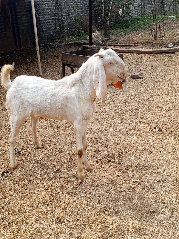 ranjanpuri Bakra for sale age 1sal ka ha cute and healthy 1