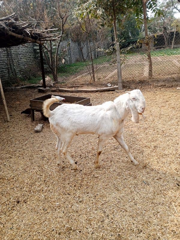 ranjanpuri Bakra for sale age 1sal ka ha cute and healthy 2