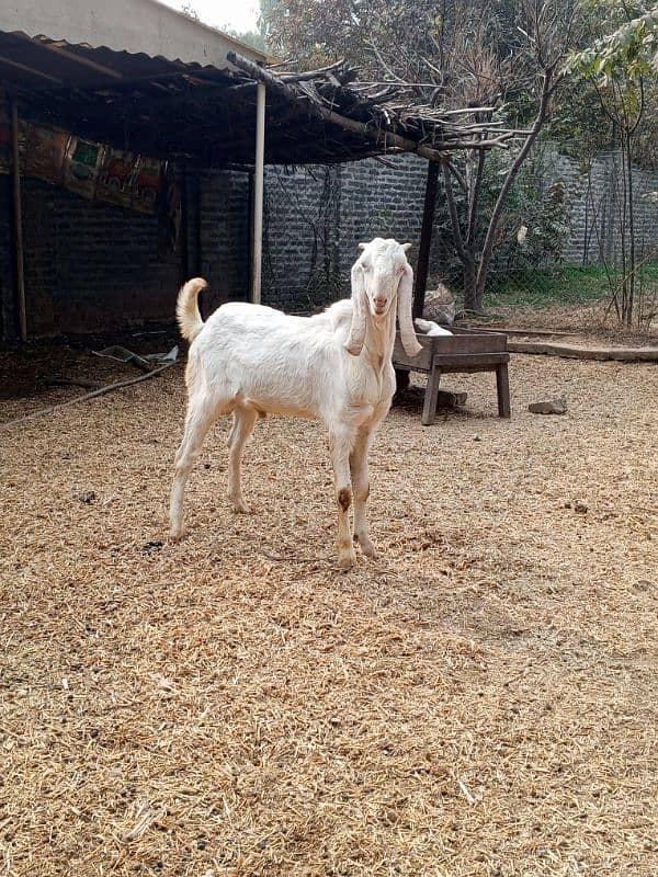 ranjanpuri Bakra for sale age 1sal ka ha cute and healthy 3