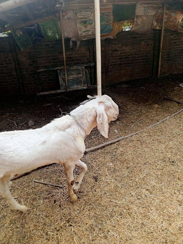 ranjanpuri Bakra for sale age 1sal ka ha cute and healthy 4