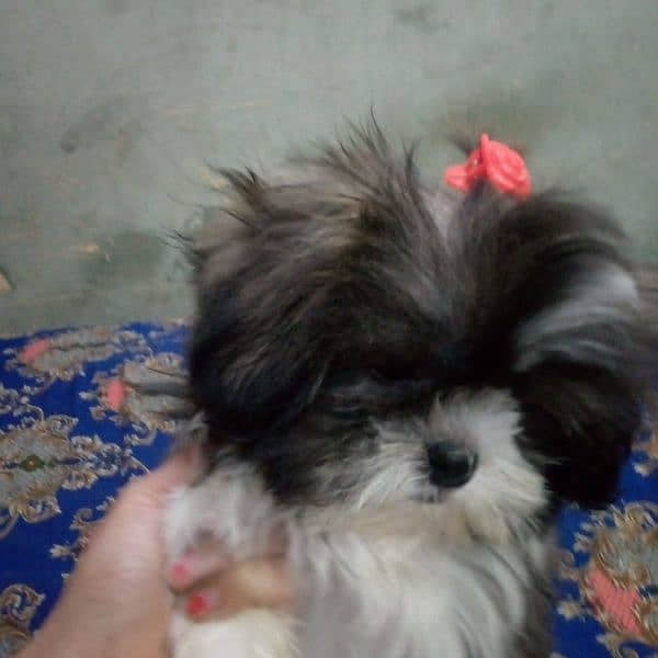 shihtzu puppy female 0