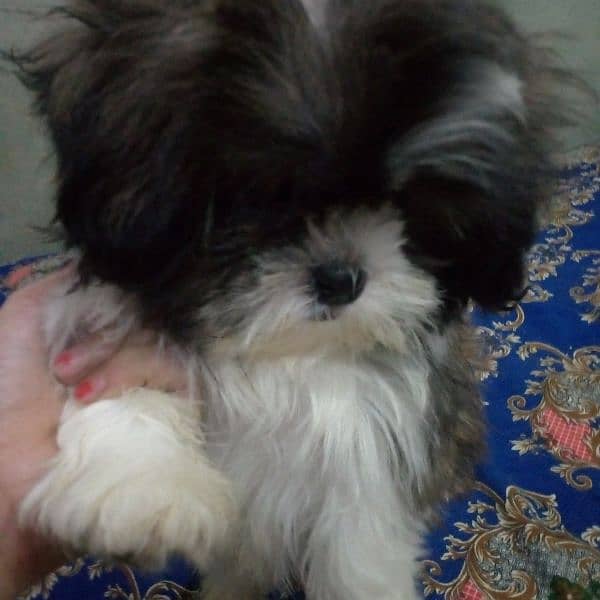 shihtzu puppy female 1