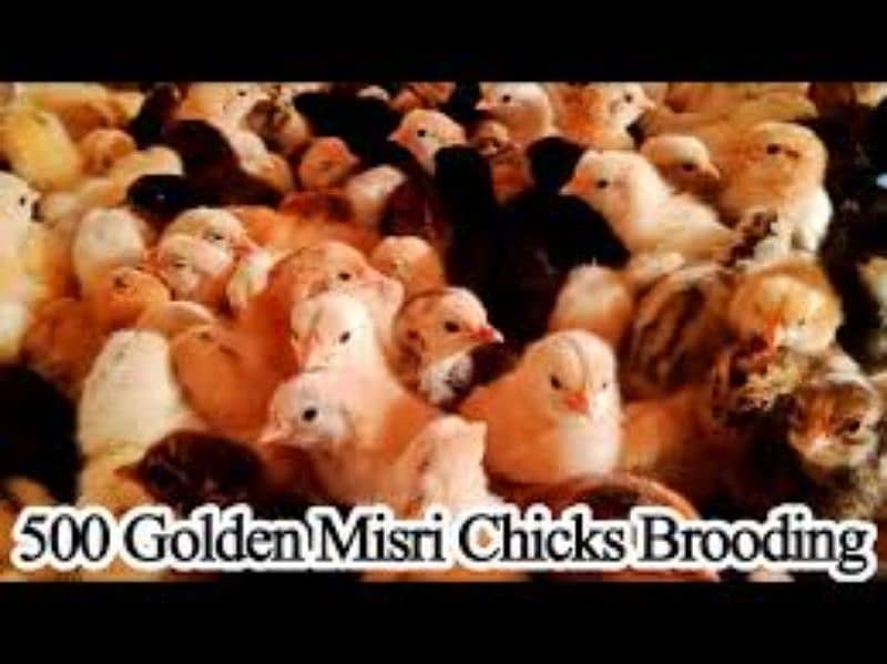 golden misri chicks desi choze 1