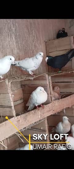 pigeon for sale