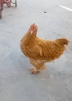 Golden Buff Hen