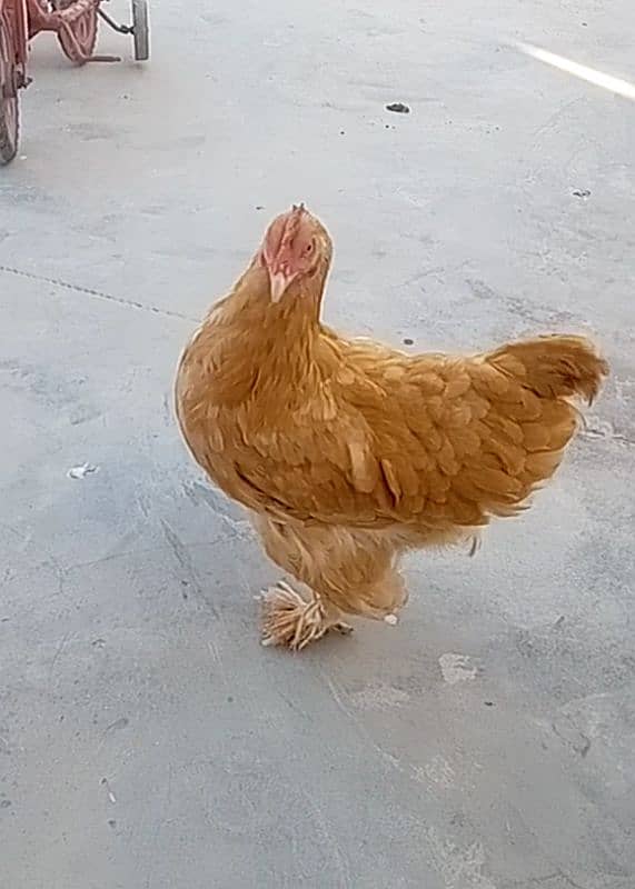 Golden Buff Hen 0