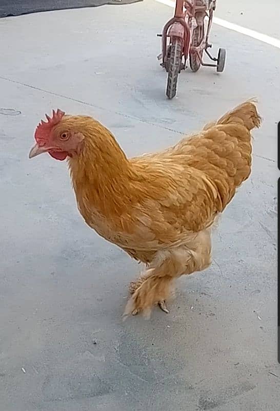 Golden Buff Hen 1