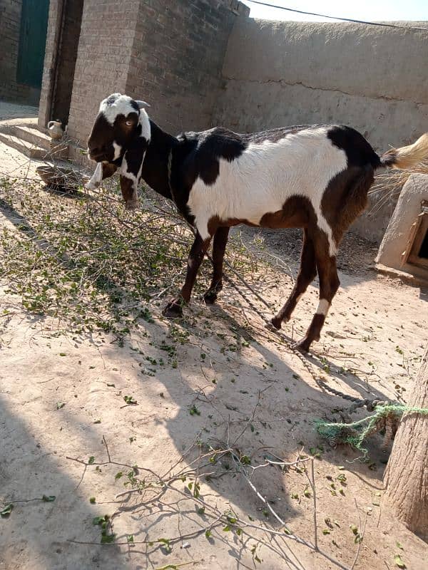 Pure Desi pregnant goat 0