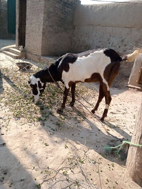 Pure Desi pregnant goat 1