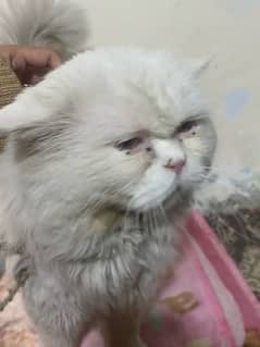 Male persian Cat for sale