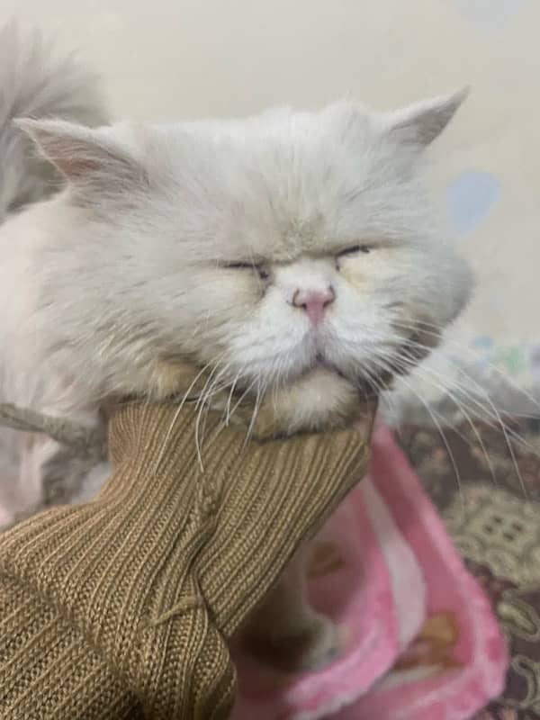 Male persian Cat for sale 1