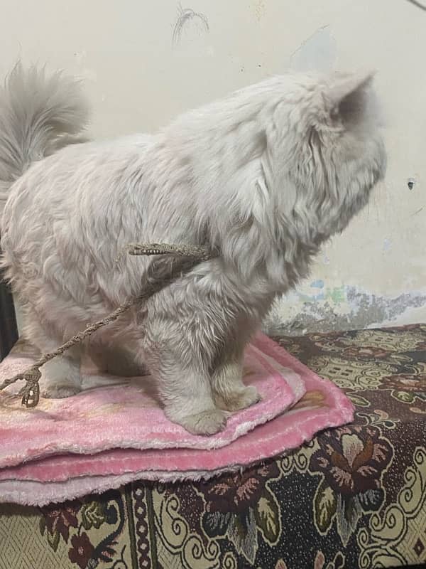 Male persian Cat for sale 3