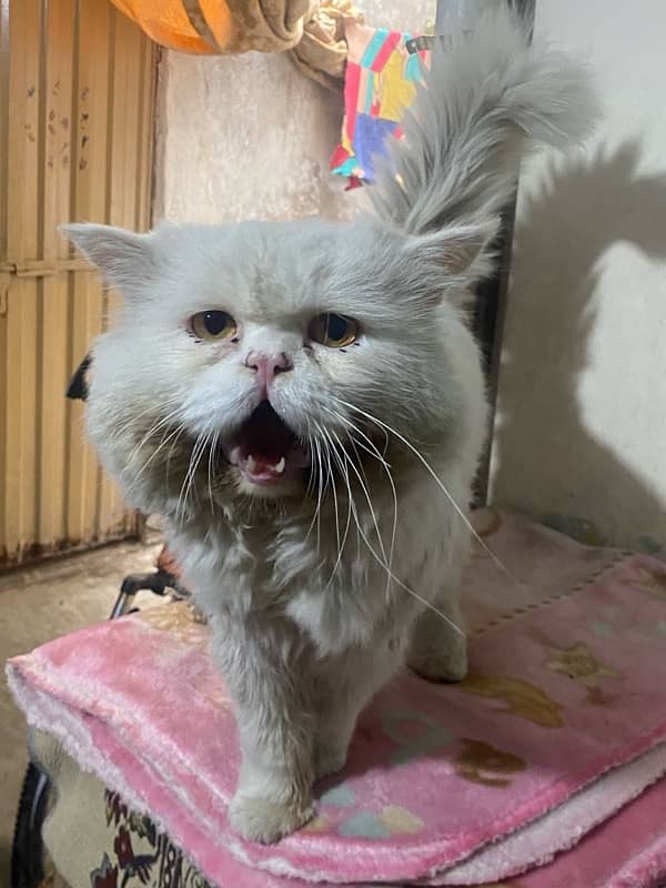 Male persian Cat for sale 4