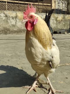 Golden Misri laying egg+ Asel Pathi Female