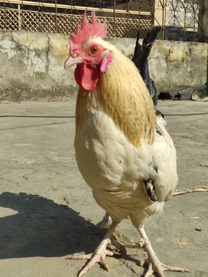 Golden Misri laying egg+ Asel Pathi Female 0