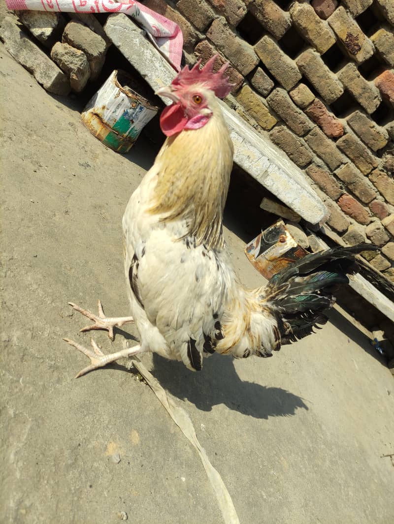 Golden Misri laying egg+ Asel Pathi Female 1