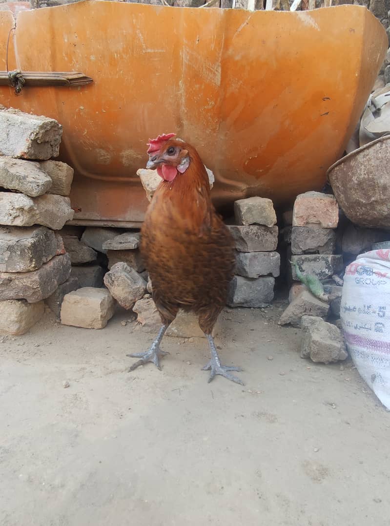 Golden Misri laying egg+ Asel Pathi Female 7