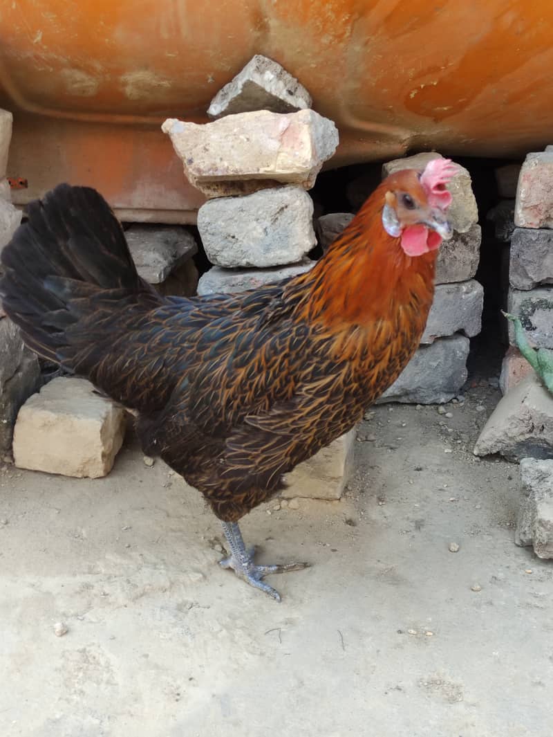 Golden Misri laying egg+ Asel Pathi Female 8