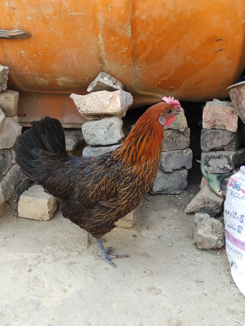 Golden Misri laying egg+ Asel Pathi Female 9