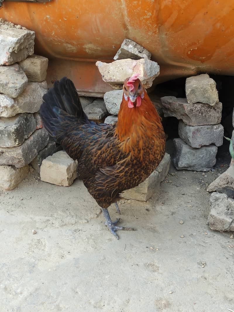 Golden Misri laying egg+ Asel Pathi Female 10