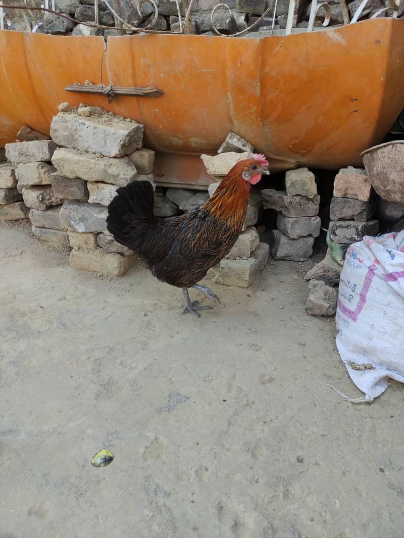 Golden Misri laying egg+ Asel Pathi Female 11