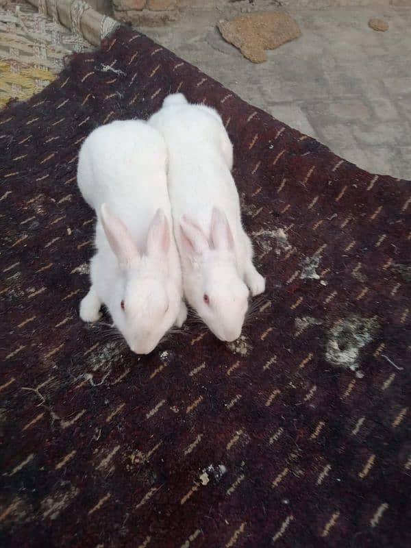 Rabits Breeder pair   Red Eyes [03071708239] 3