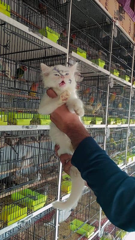 Persian Female cat Double cout pretty piece 0