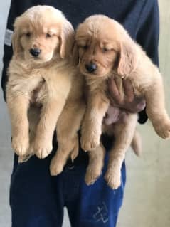 golden retriever puppies available for sale