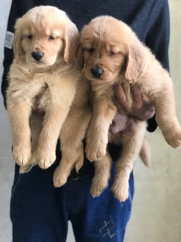 golden retriever puppies available for sale 0