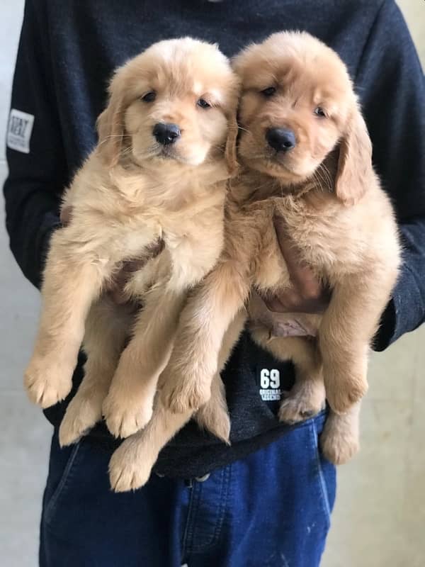 golden retriever puppies available for sale 1