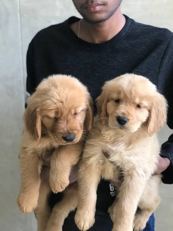 golden retriever puppies available for sale 2