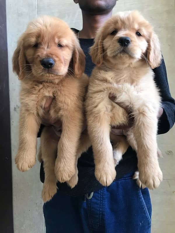 golden retriever puppies available for sale 3