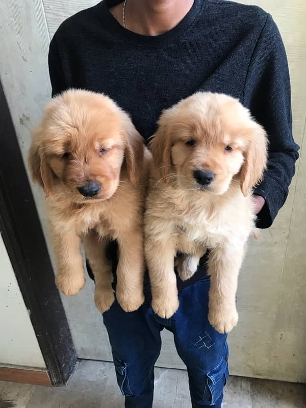 golden retriever puppies available for sale 5