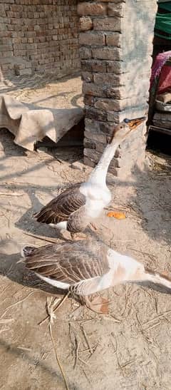 mele and female duck available