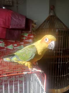 san conure healthy activeph 03112341244