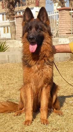 Highclass Heavy bone showline Triple coat German shepherd female