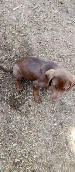 brown short haired pointer, age 2 months