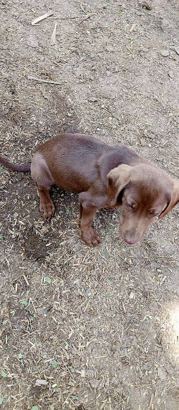 brown short haired pointer, age 2 months 0