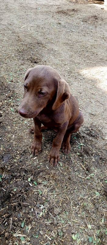 brown short haired pointer, age 2 months 1