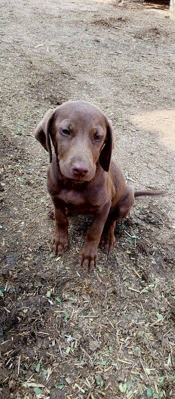 brown short haired pointer, age 2 months 2