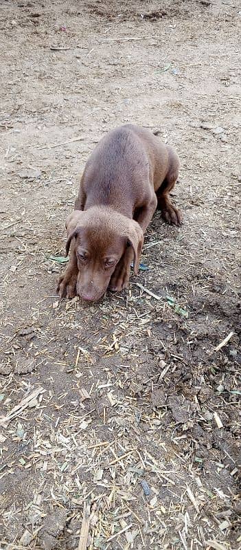 brown short haired pointer, age 2 months 3