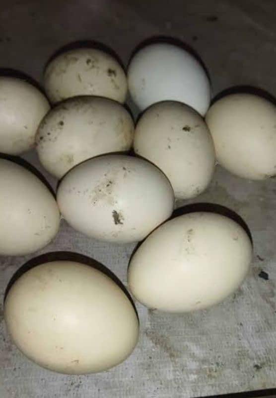 Ando wali murgi and aseel eggs 7