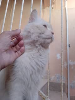 Male Persian cat  03032293774