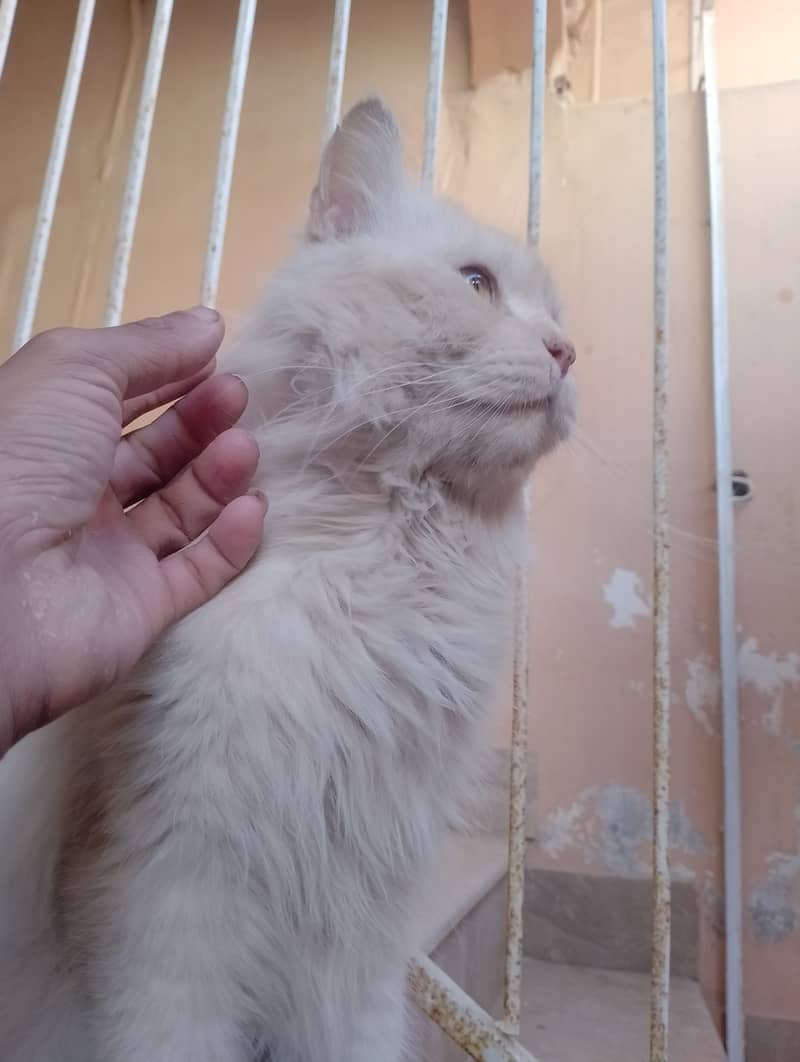 Male Persian cat  03032293774 0