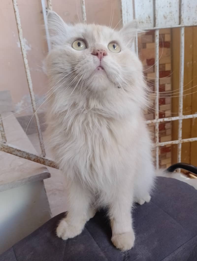 Male Persian cat  03032293774 1