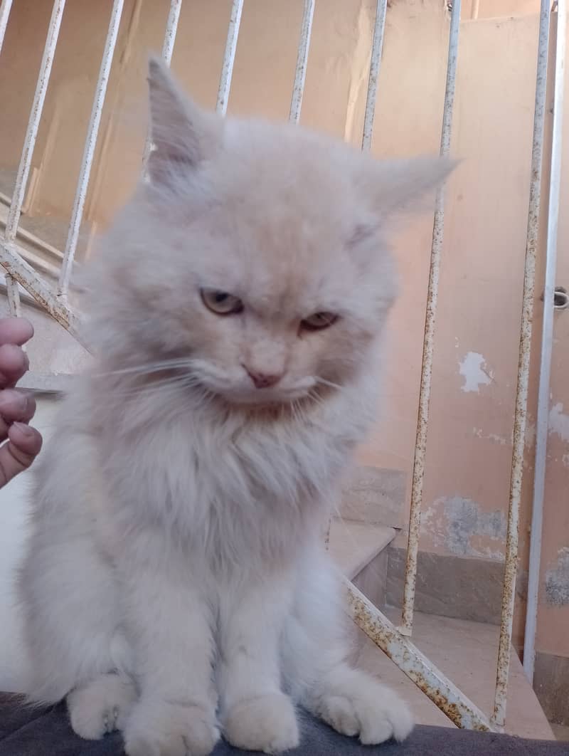 Male Persian cat  03032293774 2