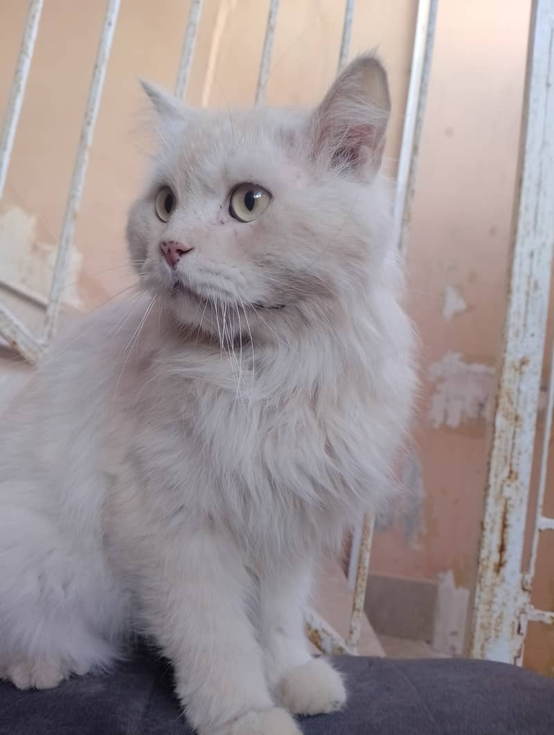 Male Persian cat  03032293774 3