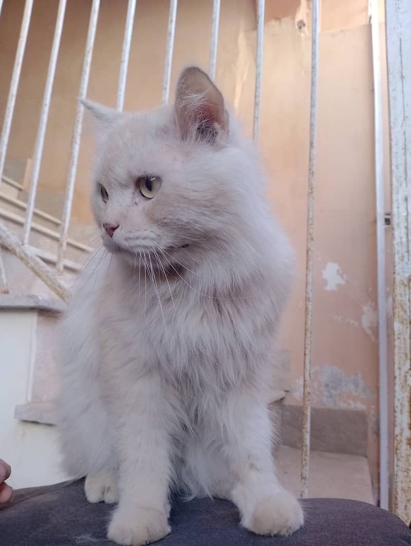 Male Persian cat  03032293774 4