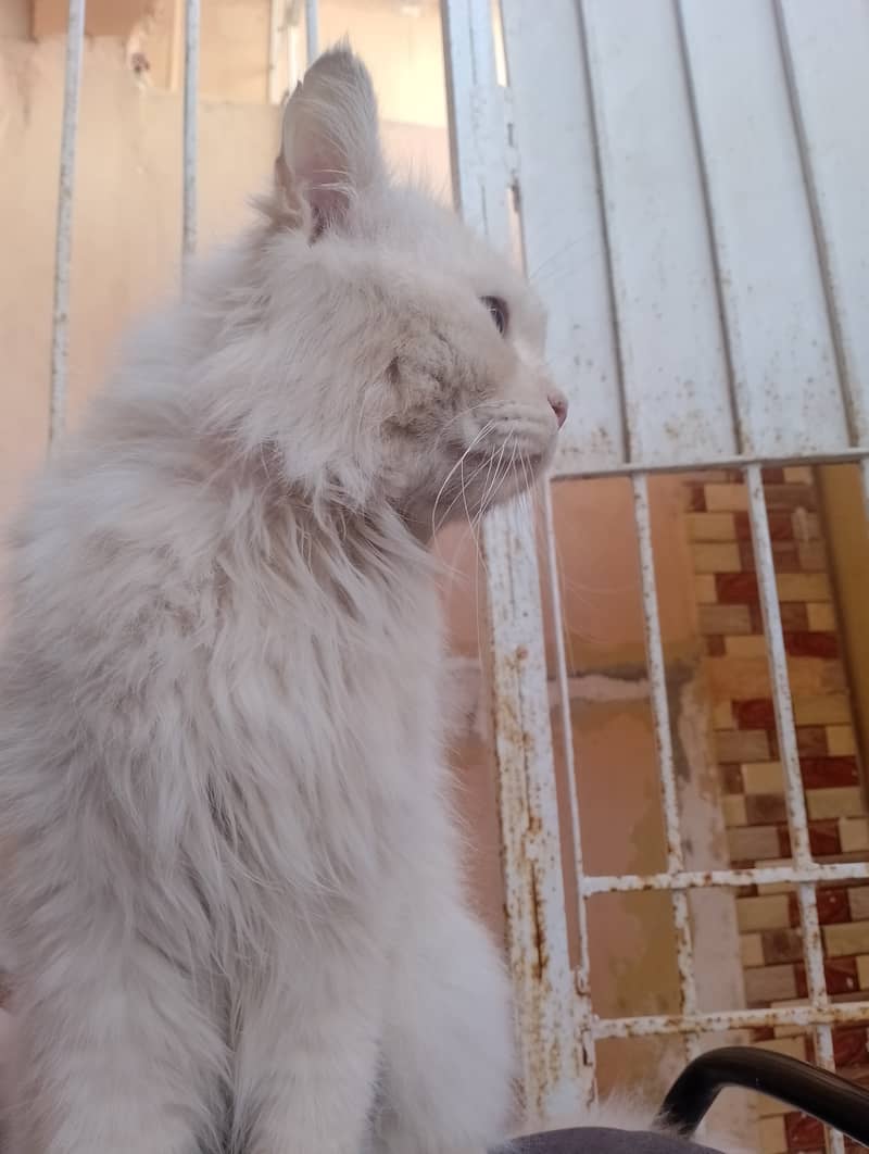 Male Persian cat  03032293774 5