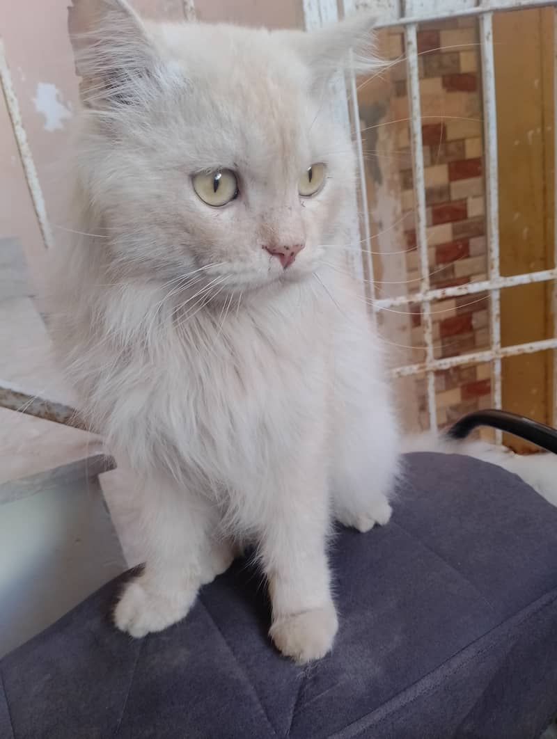 Male Persian cat  03032293774 6